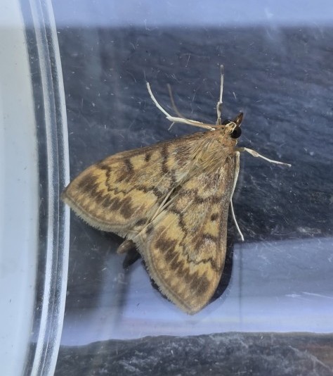 Photo of European Corn-borer (Ostrinia nubilalis)